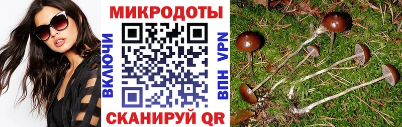 Купить  Дмитриев  Псилоцибиновые грибы MAGIC MUSHROOMS 